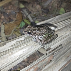 Lithobates forreri