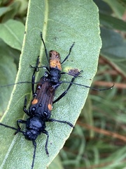 Tragidion coquus