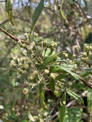 Olearia lirata