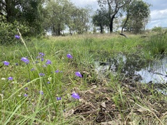 Mimulus gracilis