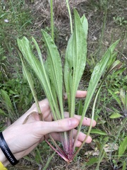 Plantago myosuros