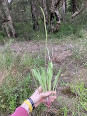 Plantago myosuros