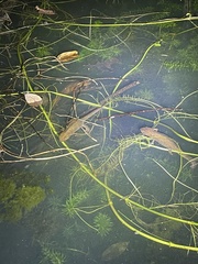 Paramesotriton hongkongensis