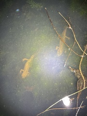 Paramesotriton hongkongensis