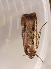 Agrotis volubilis