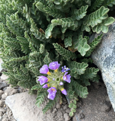 Polemonium elegans
