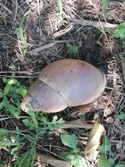 Megalobulimus oblongus