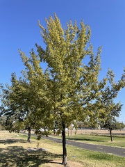Quercus castaneifolia