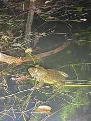 Hoplobatrachus chinensis