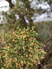 Juniperus pinchotii