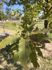 Quercus castaneifolia