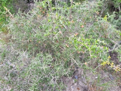 Castela erecta