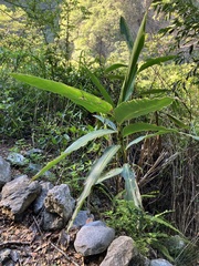 Alpinia