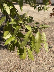 Quercus castaneifolia