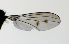 Tetrachaetus bipunctatus