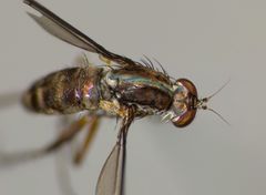 Tetrachaetus bipunctatus