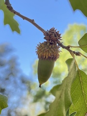 Quercus castaneifolia