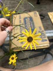Helianthus angustifolius