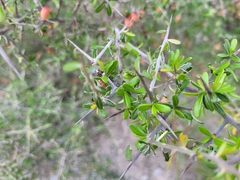 Castela erecta