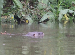 Lontra longicaudis