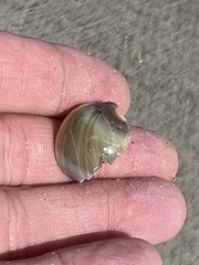 Neverita duplicata
