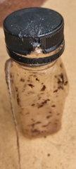Rodentia