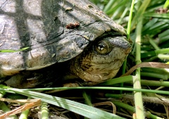 Kinosternon integrum