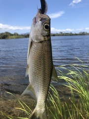 Megalops cyprinoides