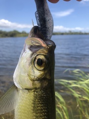 Megalops cyprinoides