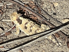 Phrynosoma blainvillii