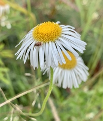 Erigeron longipes