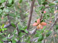 Castela erecta