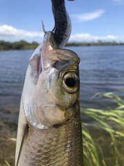 Megalops cyprinoides