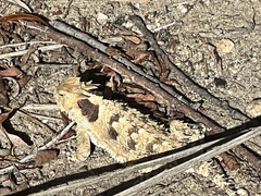 Phrynosoma blainvillii