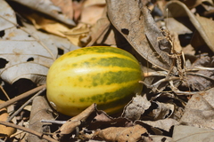 Polyclathra cucumerina