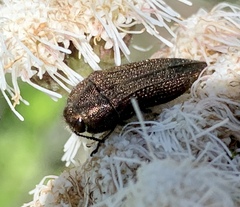 Acmaeodera cuprina