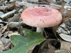 Russula rosacea