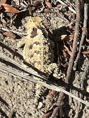 Phrynosoma blainvillii