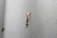 Antaeotricha