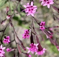 Stevia viscida