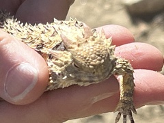 Phrynosoma blainvillii