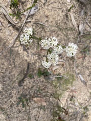 Pimelea glauca