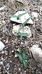 Passiflora tenuiloba