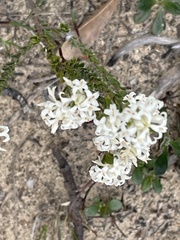 Pimelea glauca