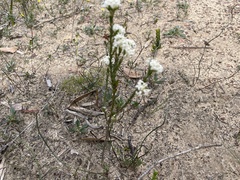 Pimelea glauca