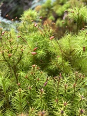 Dendroligotrichum dendroides