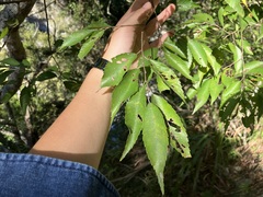 Zelkova