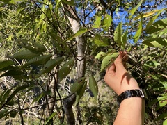 Zelkova