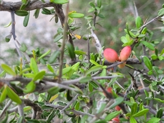 Castela erecta