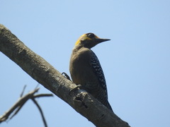 Melanerpes